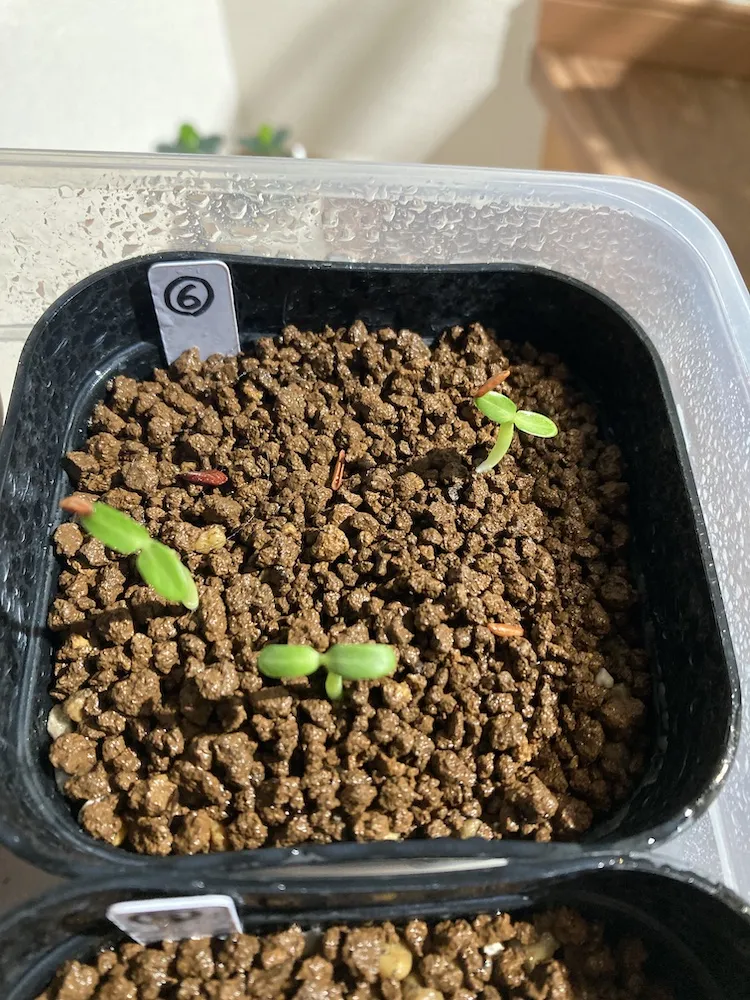 Pachypodium rosulatum var. gracilius (パキポディウム グラキリス)