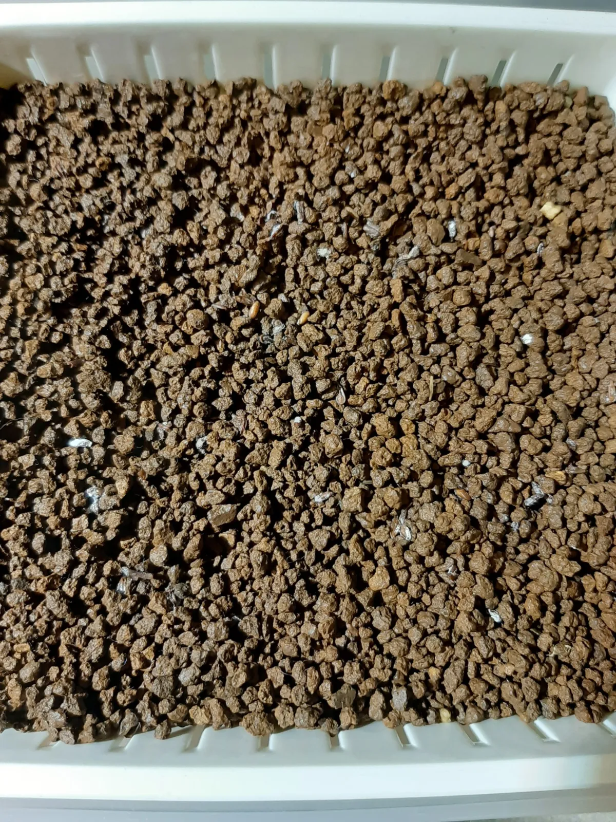 [モニター種子] パキポディウム ブレビカウレ Pachypodium brevicaule ssp. brevicaule