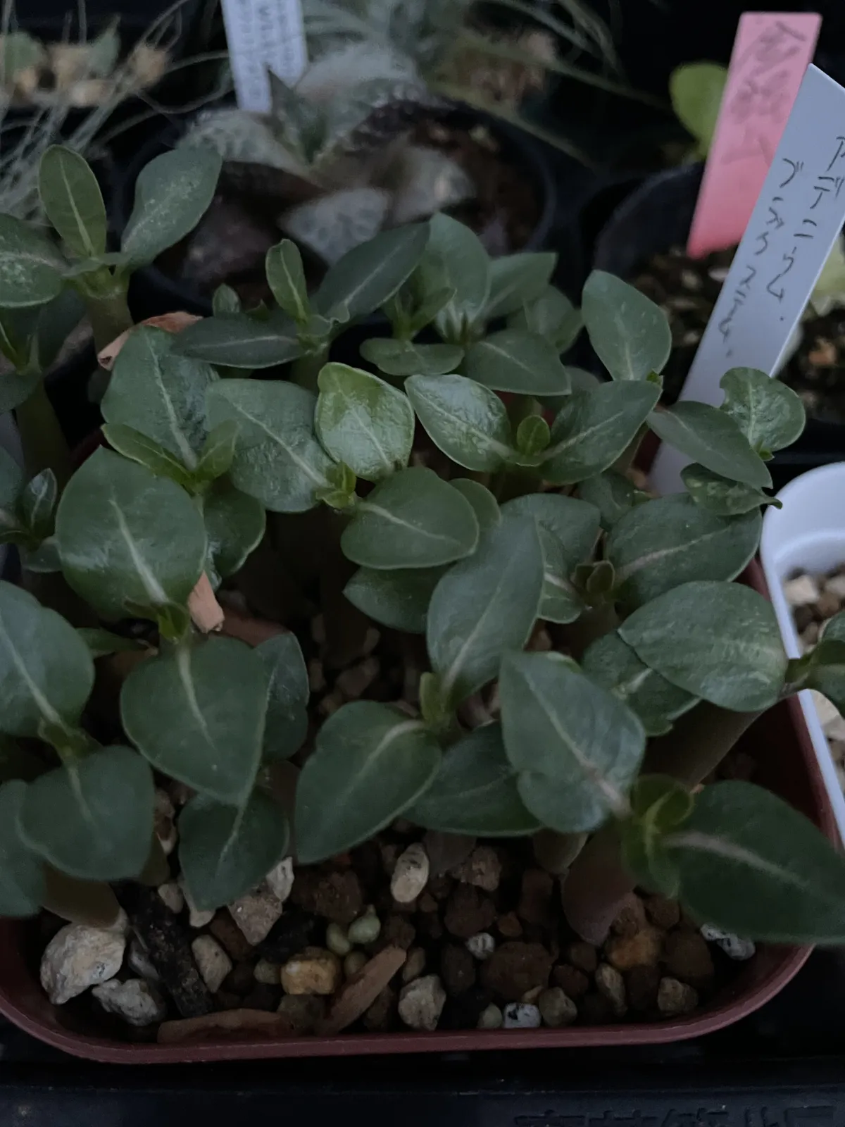 Adenium arabicum Black Stem (アデニウム アラビカム ブラックステム)