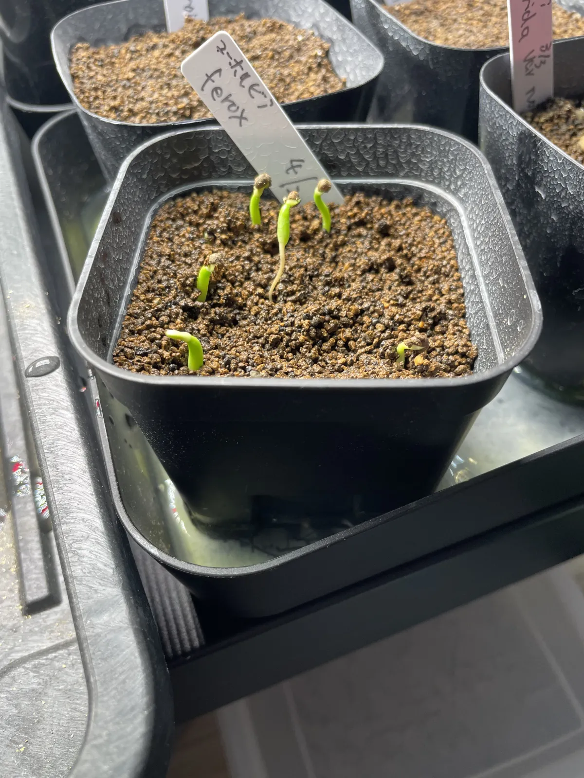 Euphorbia ferox (ユーフォルビア フェロックス)