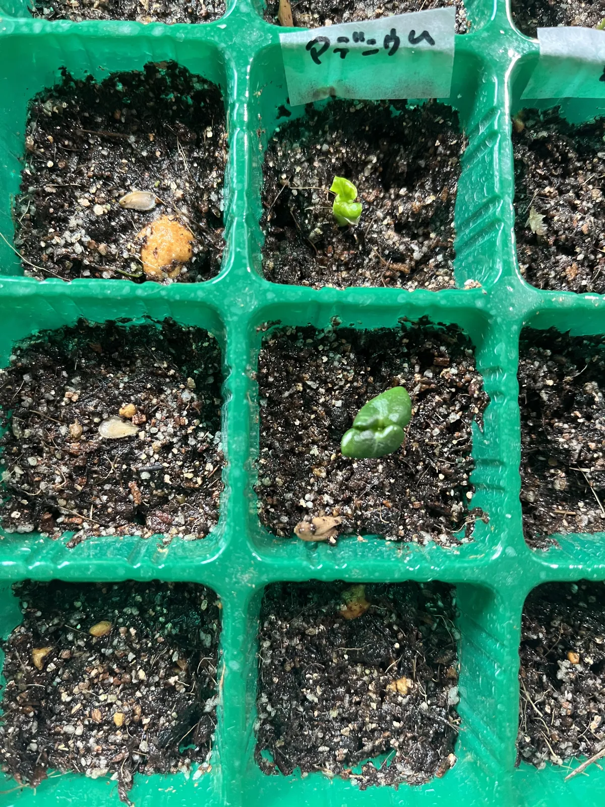 Adenium DHA SILA (アデニウム DHA SILA Adenium DHA SILA)