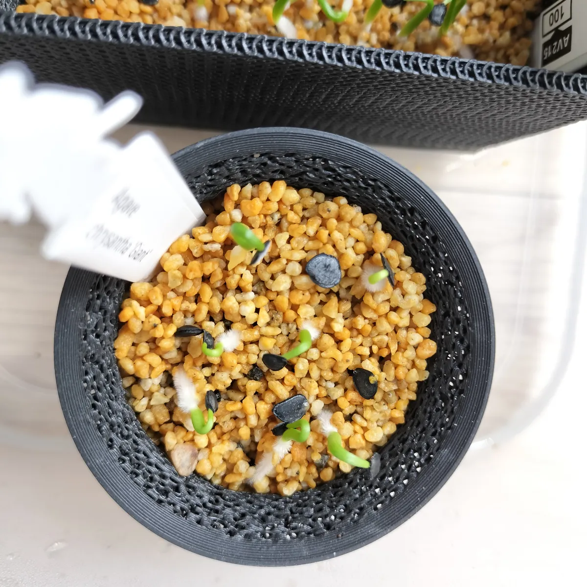 Agave chrysantha 'Giant' (アガベ クリサンサ ジャイアント)