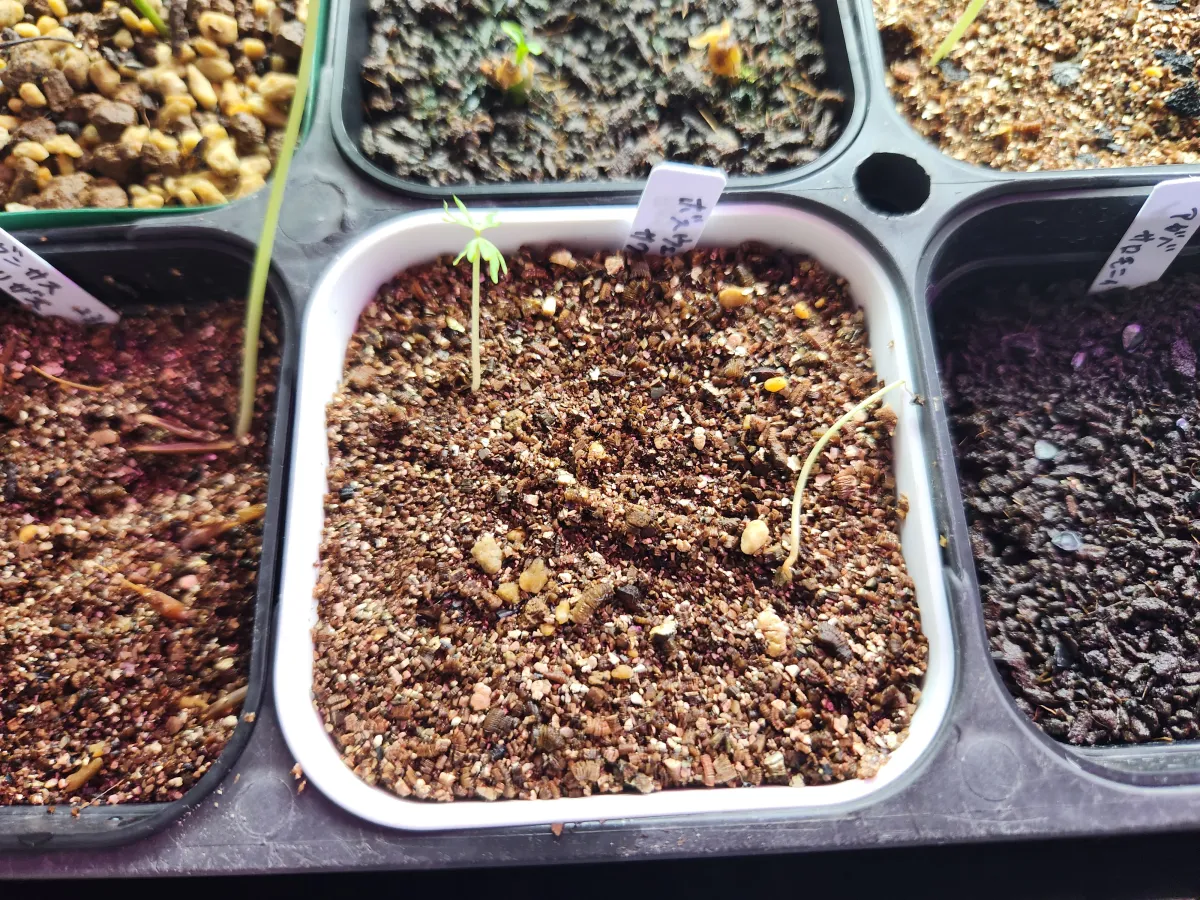 Boswellia sacra (ボスウェリア サクラ)