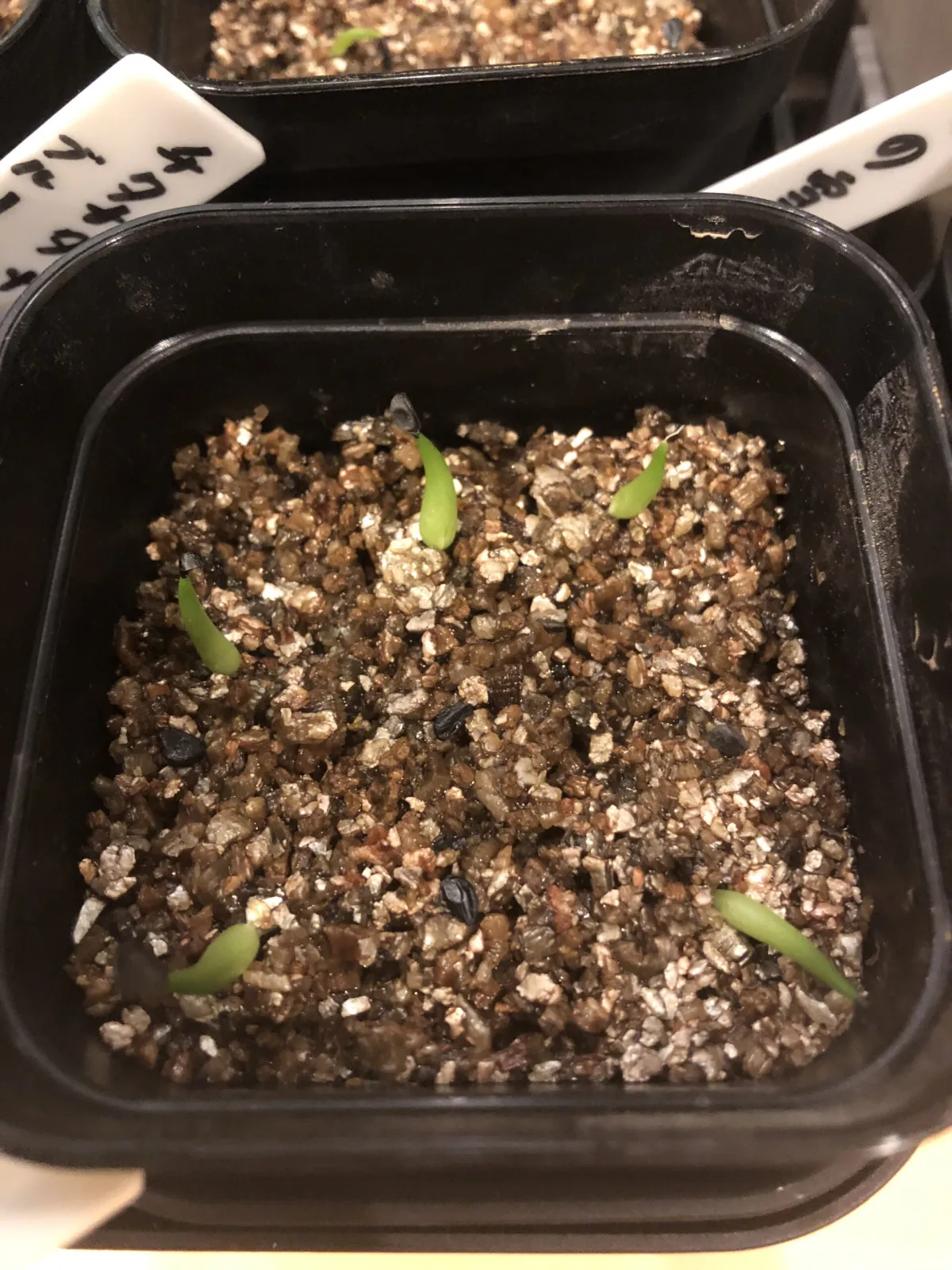 Agave victoriae-reginae (アガベ ビクトリアレジーナエ 笹の雪)