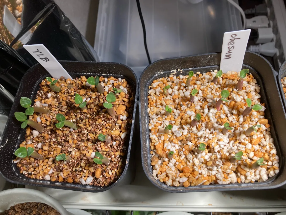 Adenium arabicum (アデニウム アラビカム)