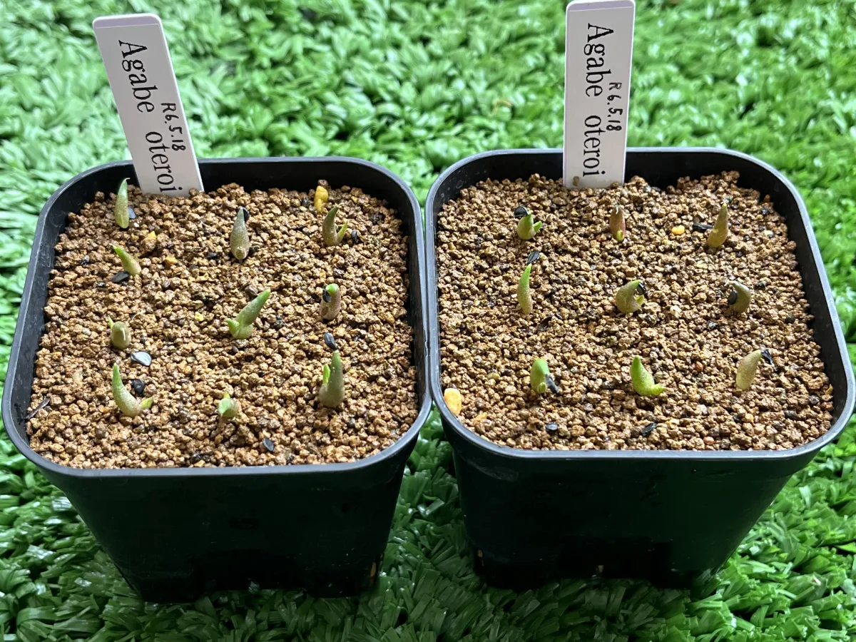 Agave oteroi (アガベ オテロイ)