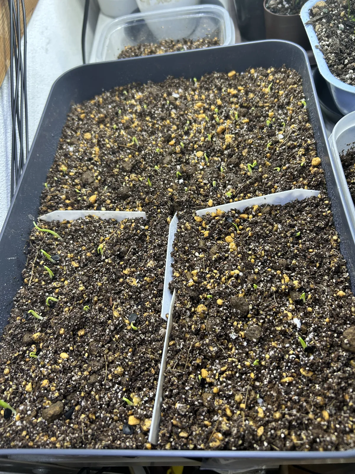 Agave titanota 'Blue' (アガベ チタノタブルー)