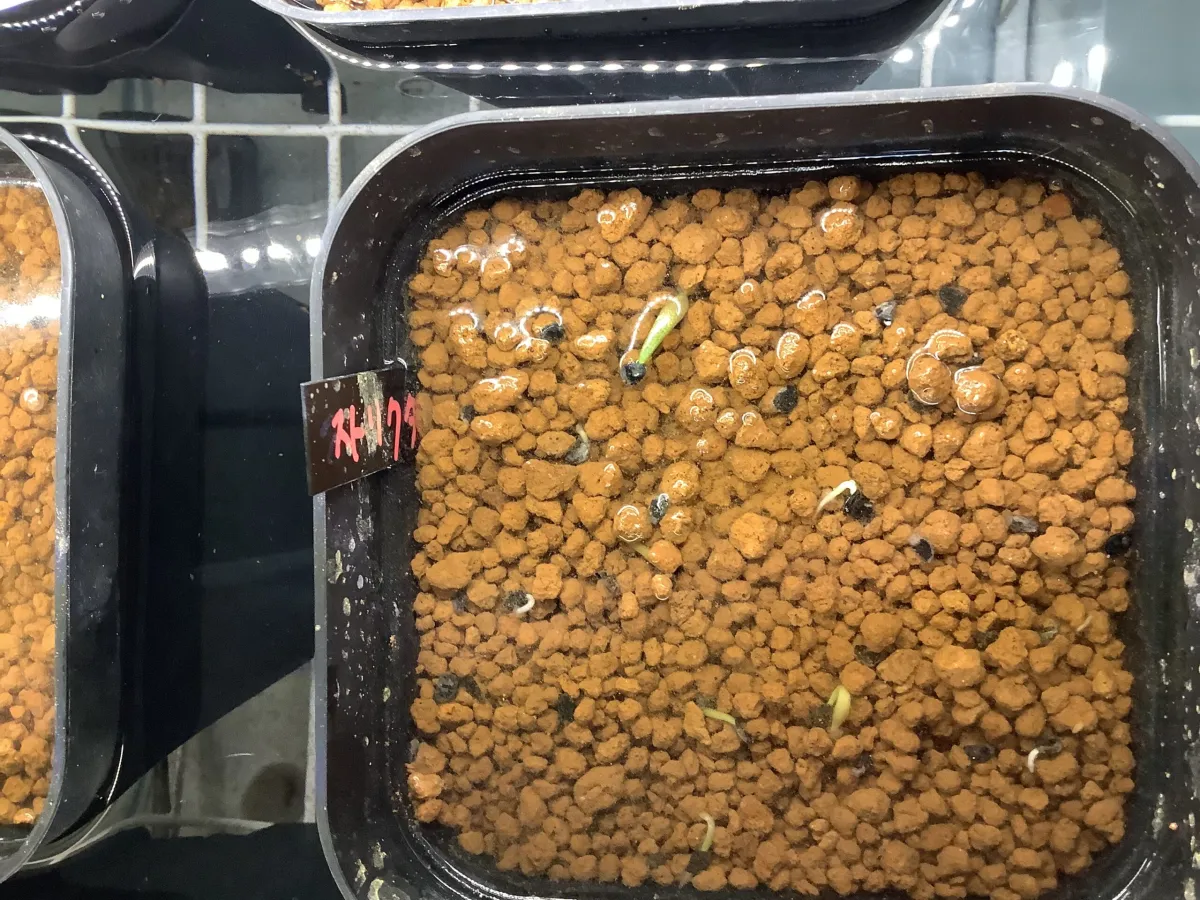 Agave stricta rubra (アガベ ストリクタ ルブラ)