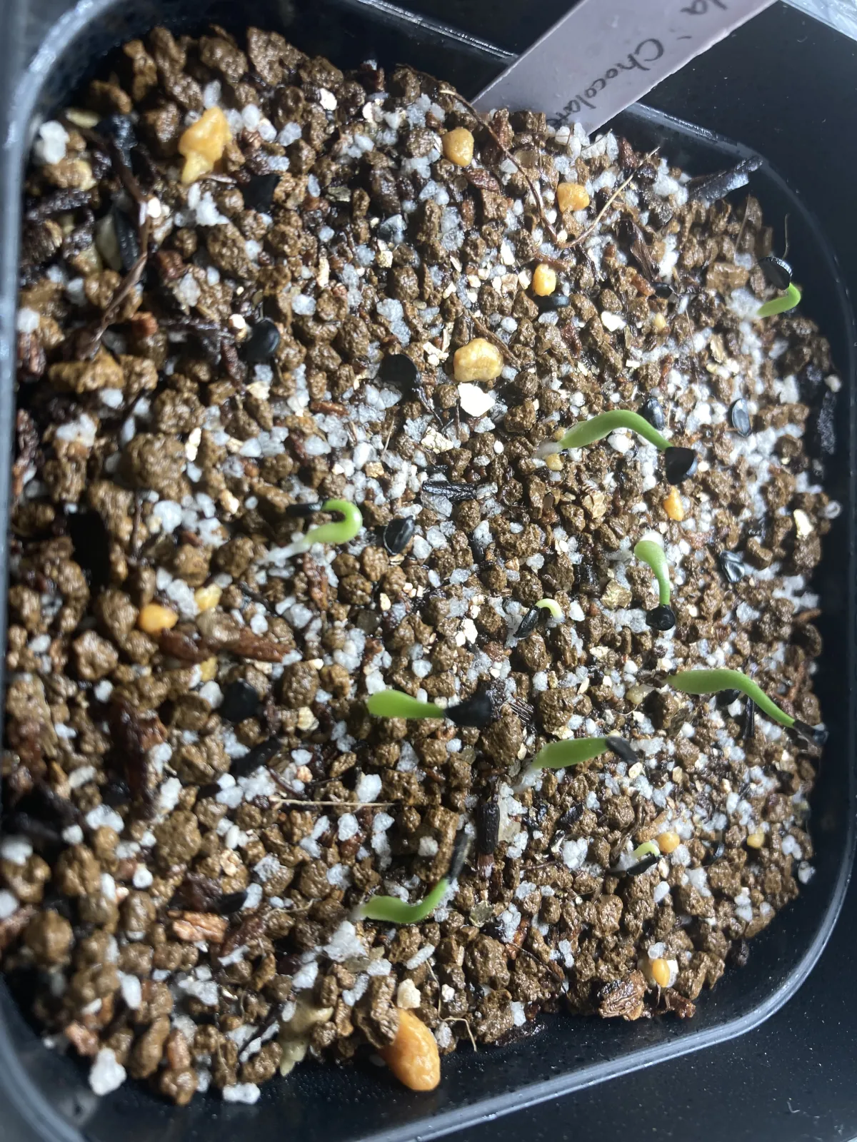 Agave horrida 'Chocolate Thorn' (アガベ ホリダ チョコレートソーン)