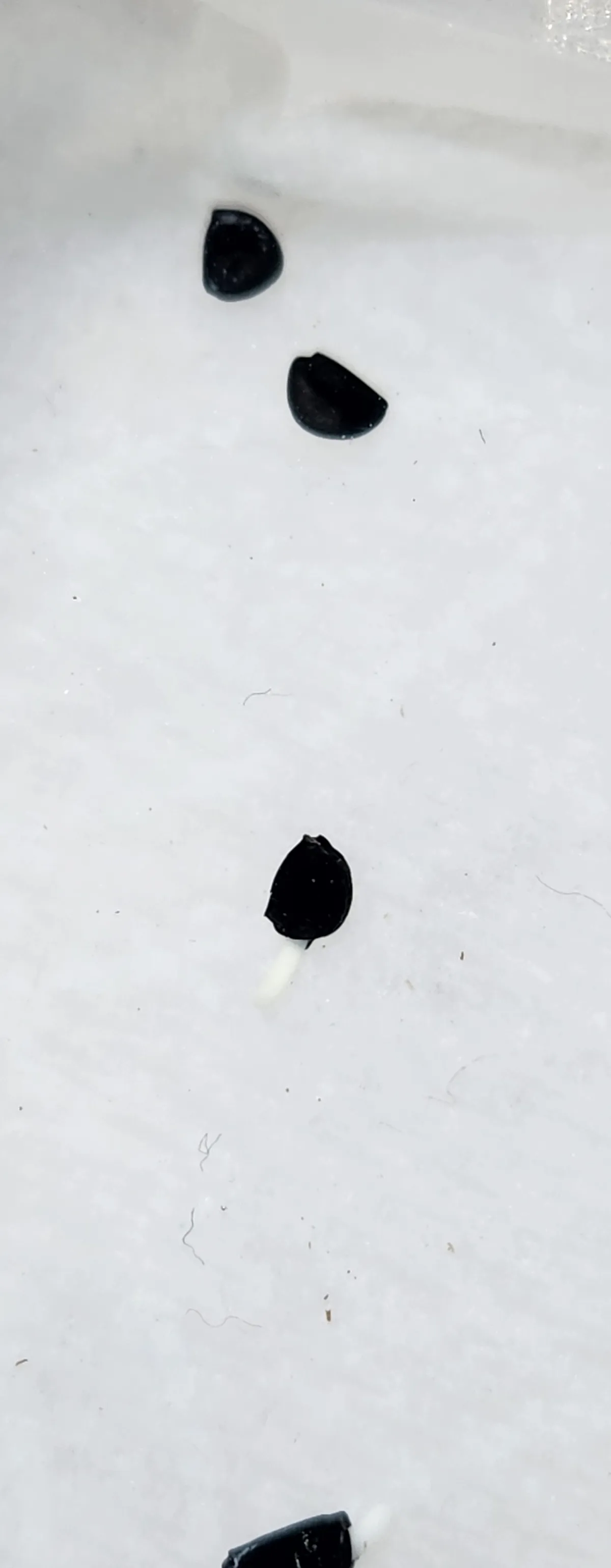 Agave titanota 'Blue' (アガベ チタノタブルー)