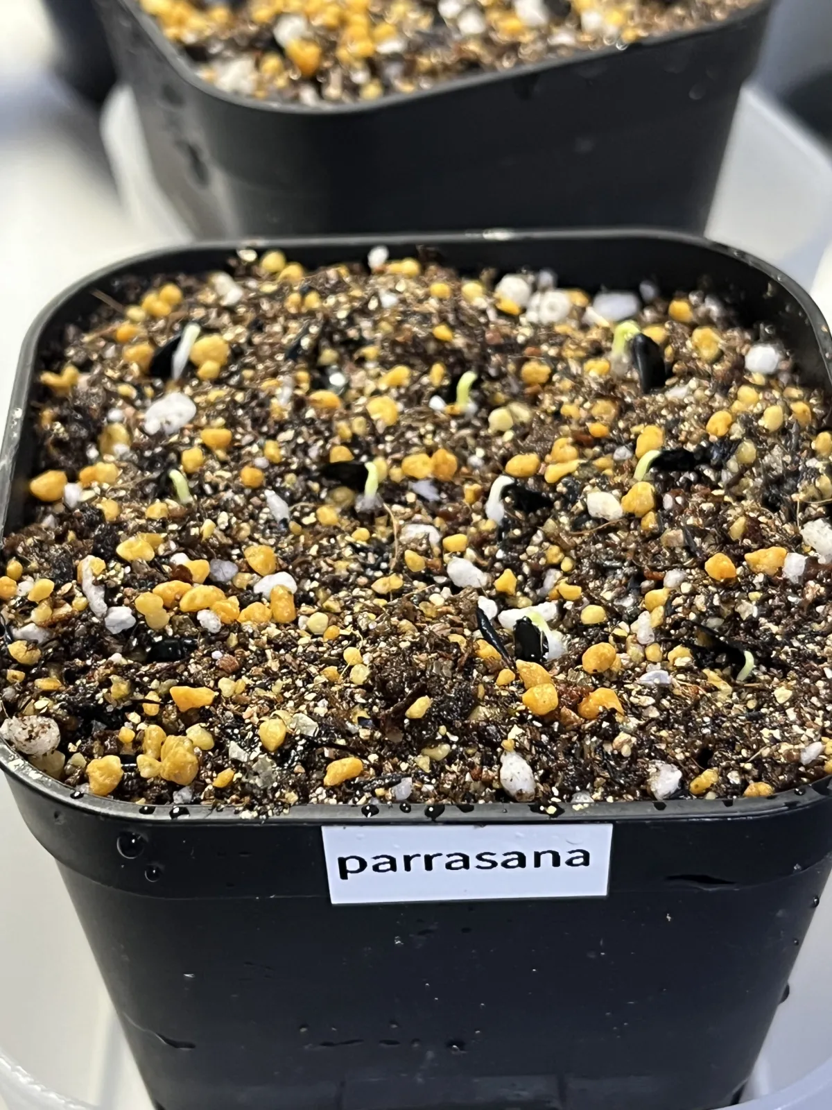 Agave parrasana (アガベ パラサナ)