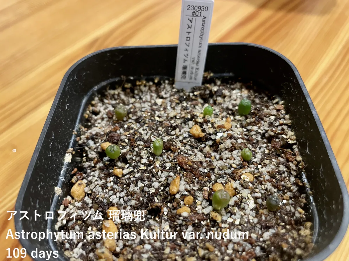 Astrophytum asterias var. nudum (アストロフィツム 瑠璃兜)