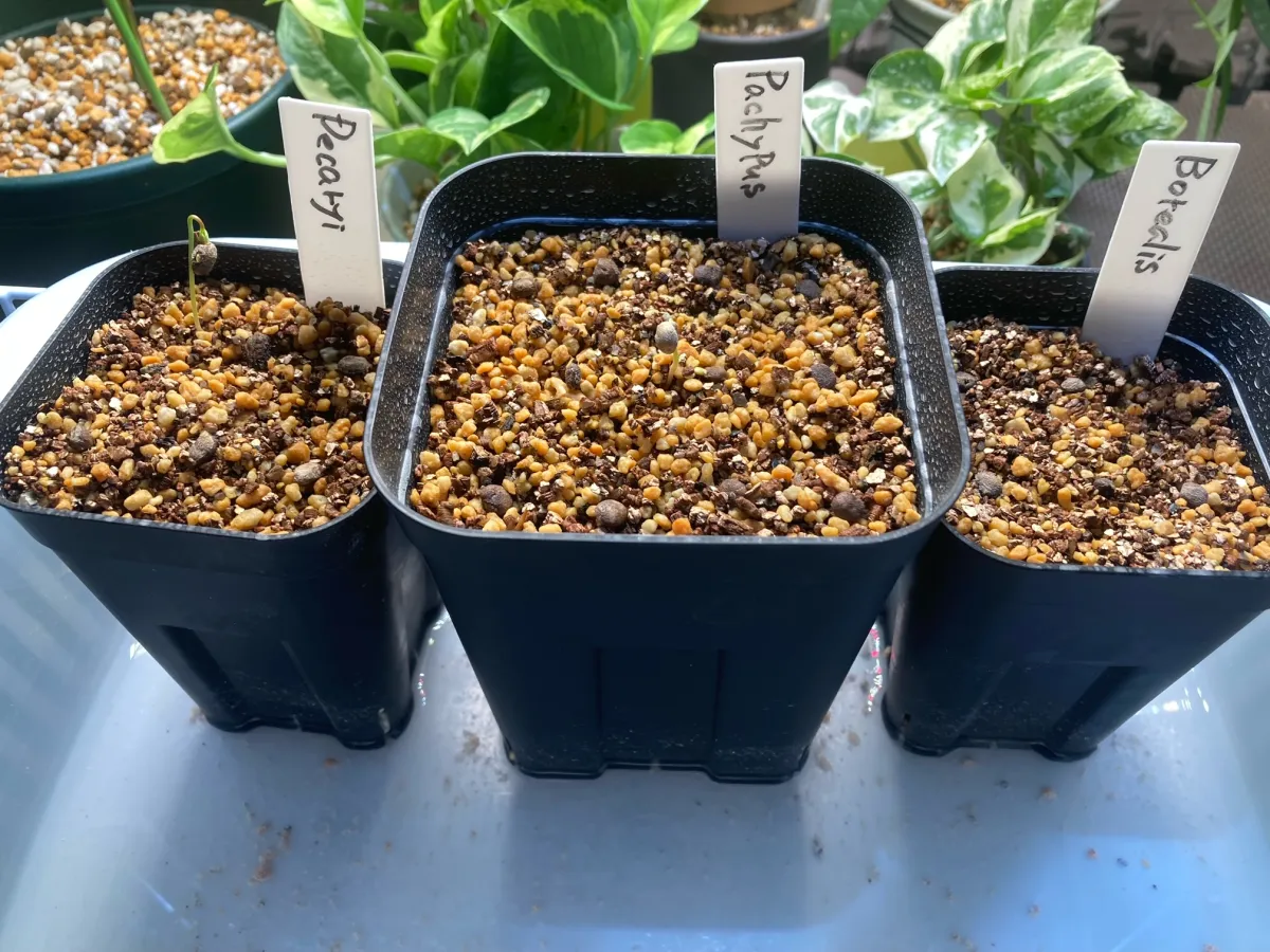 Operculicarya borealis (オペルクリカリア ボレアリス)