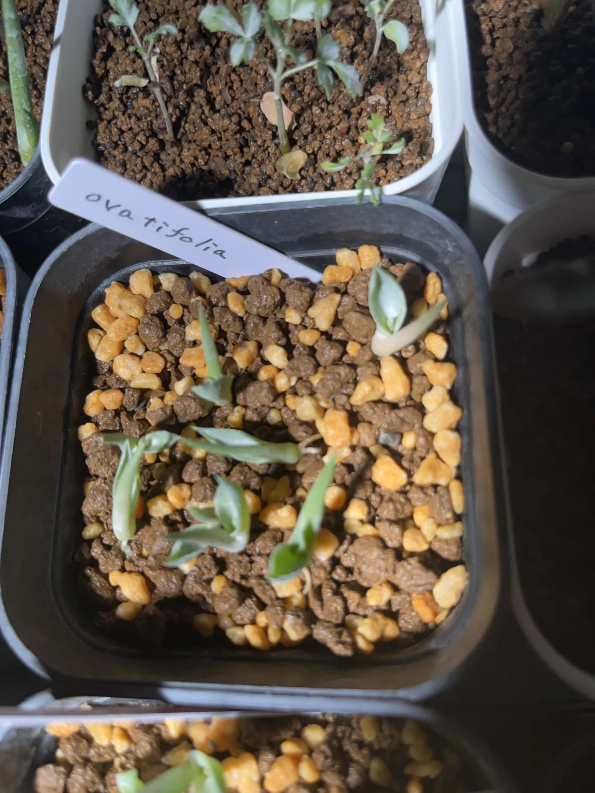 Agave ovatifolia (アガベ オバティフォリア)