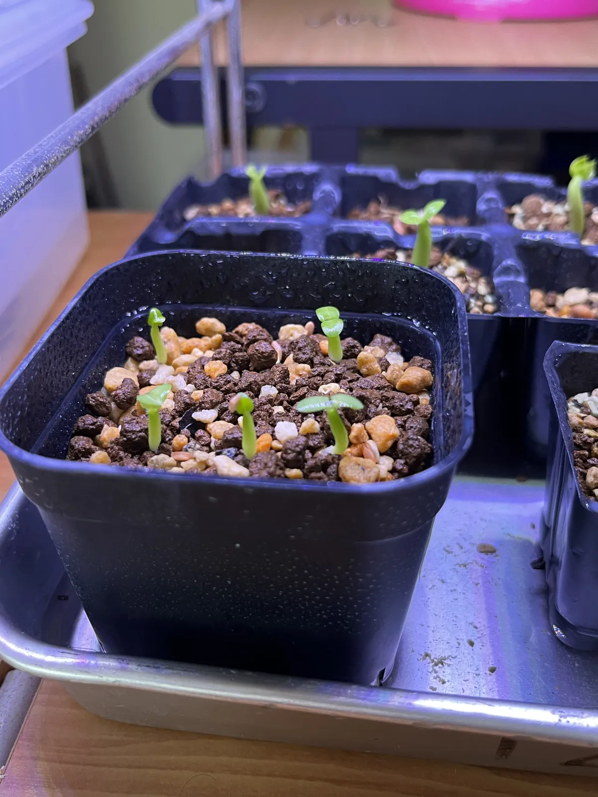 Pachypodium enigmaticum (パキポディウム エニグマチカム)