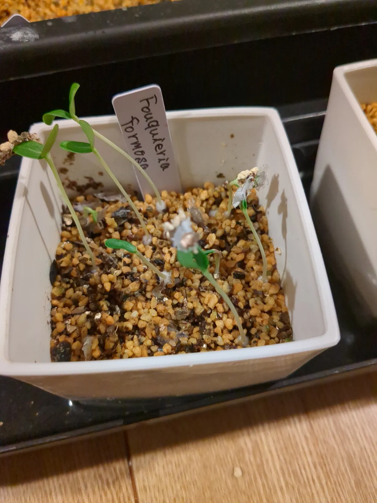 Fouquieria formosa (フォークイエリア フォルモサ)