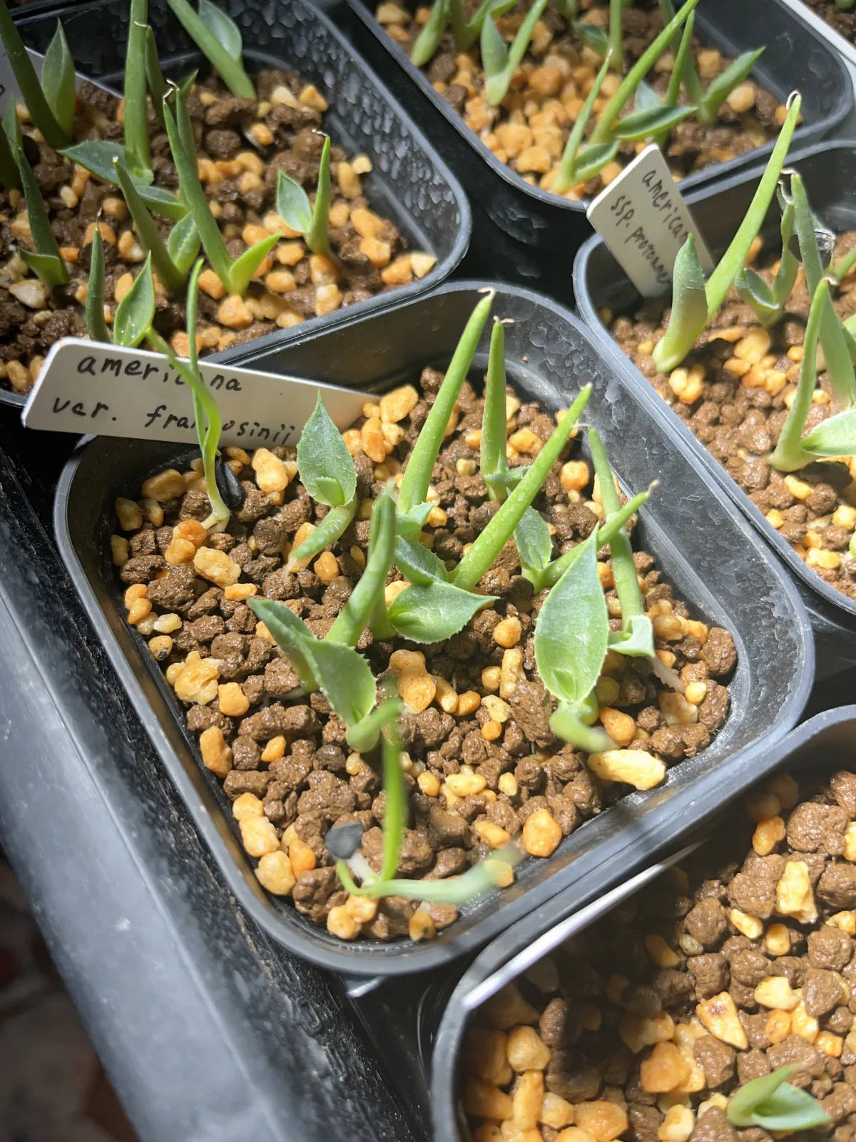 Agave americana var. franzosinii (アガベ フランゾシニー)