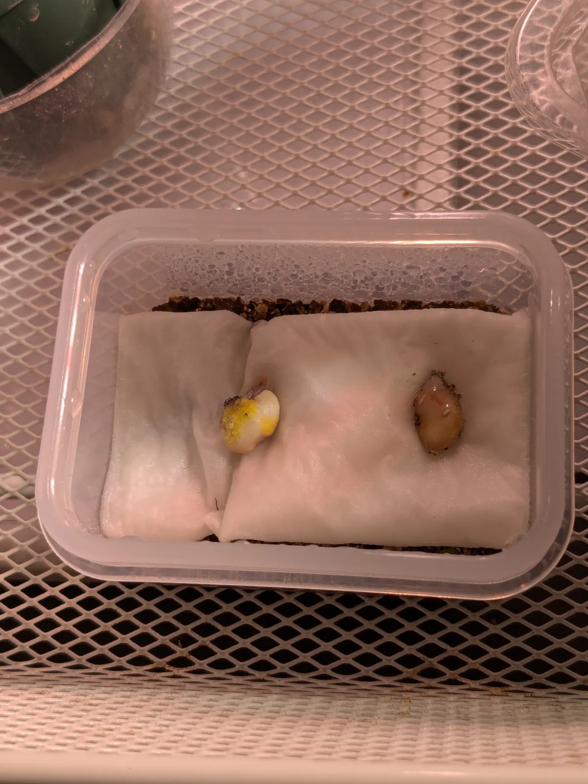 [無料種子/発芽難ロット] ウェルウィッチア ミラビリス 奇想天外 Welwitschia mirabilis