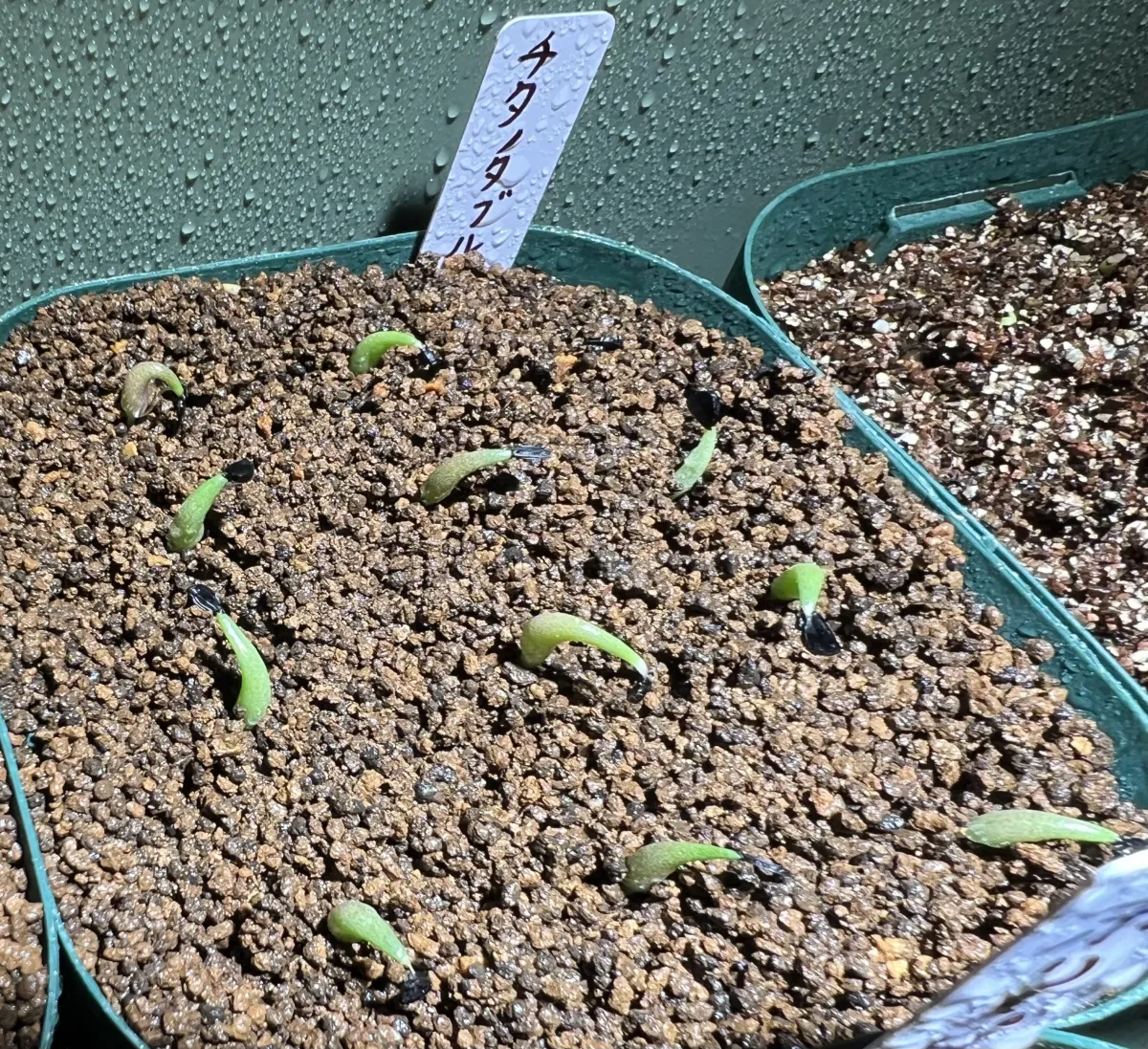 Agave titanota 'Blue' (アガベ チタノタブルー)