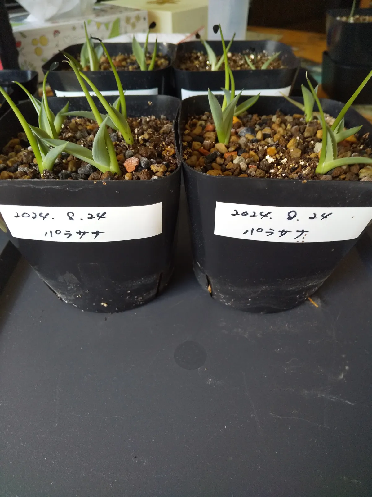 Agave parrasana (アガベ パラサナ)