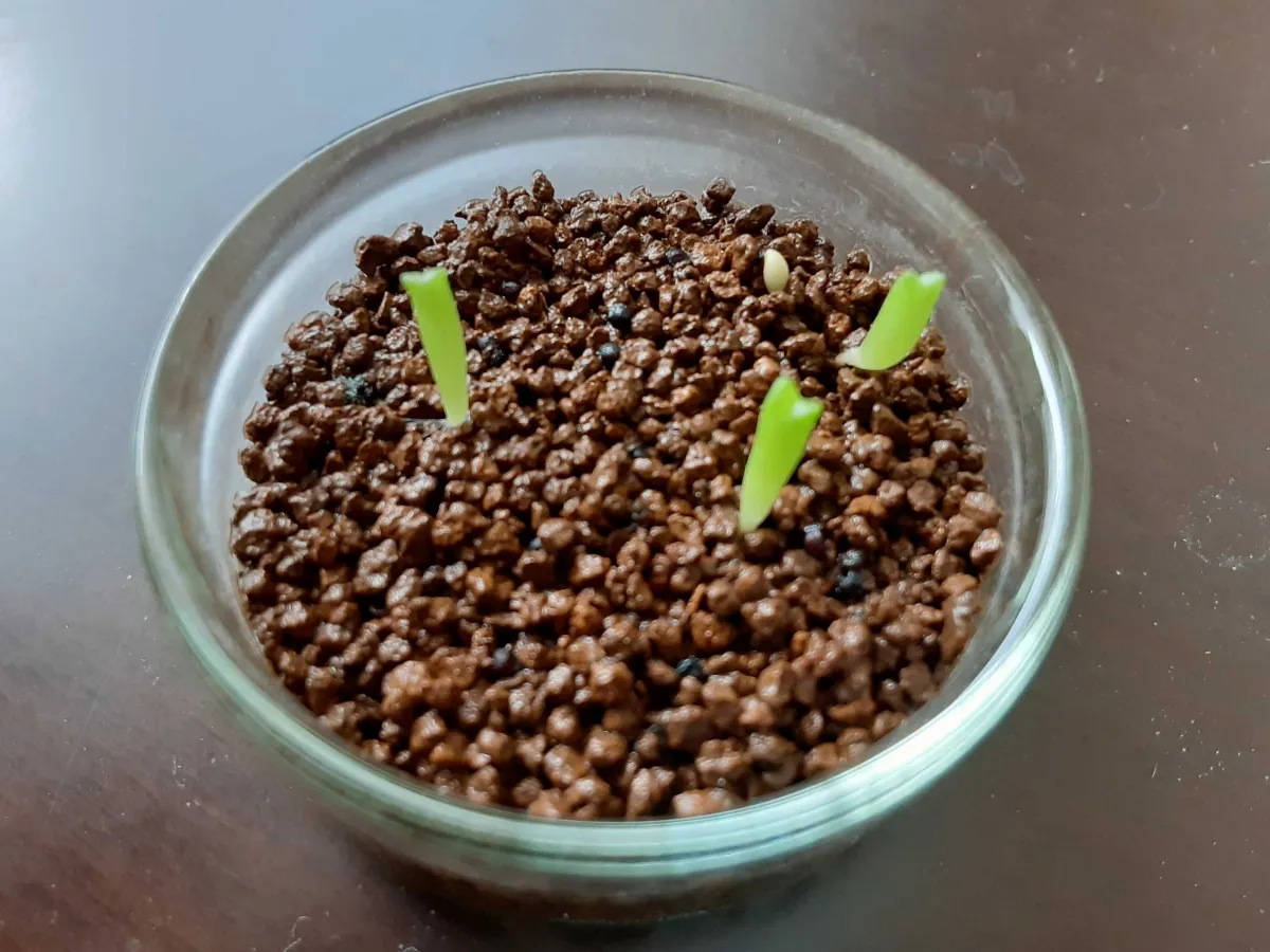 Ariocarpus fissuratus var. hintonii (アリオカルプス ヒントニー 亀甲牡丹)