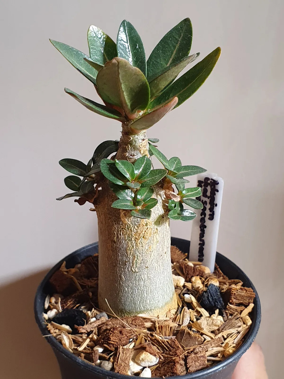 Adenium obesum thai (アデニウム タイ ソコトラナム)