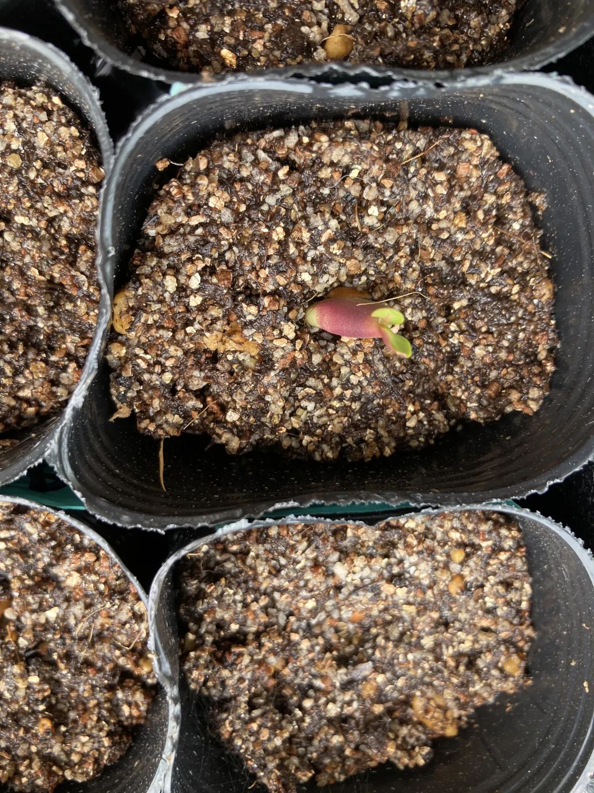 Adenium arabicum King Kong (アデニウム アラビカム キングコング)