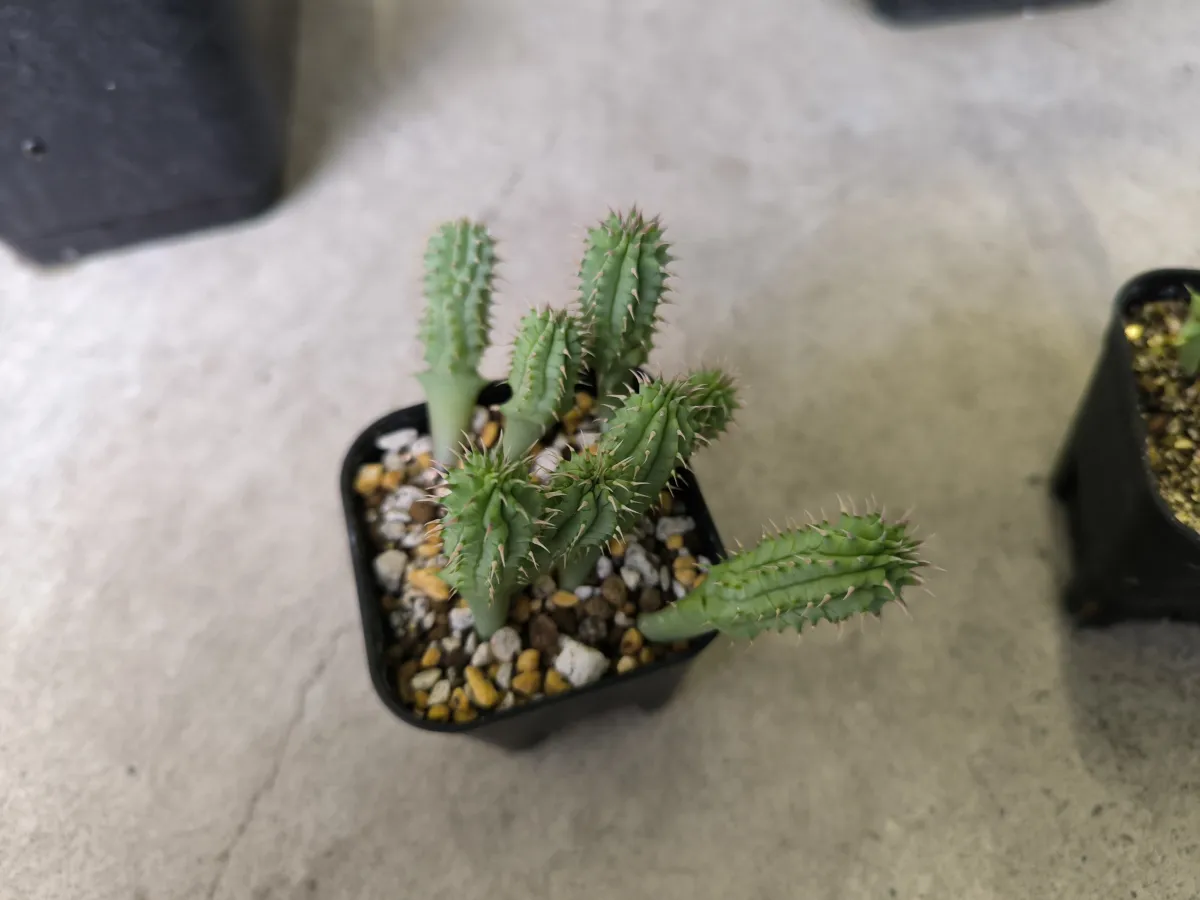 Hoodia currorii subsp. lugardii (フーディア ルガルディ)