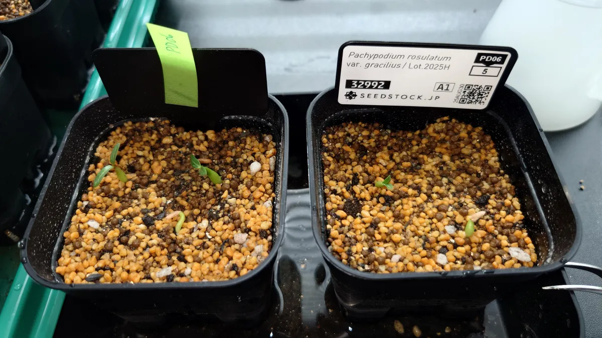 Pachypodium rosulatum var. gracilius (パキポディウム グラキリス)