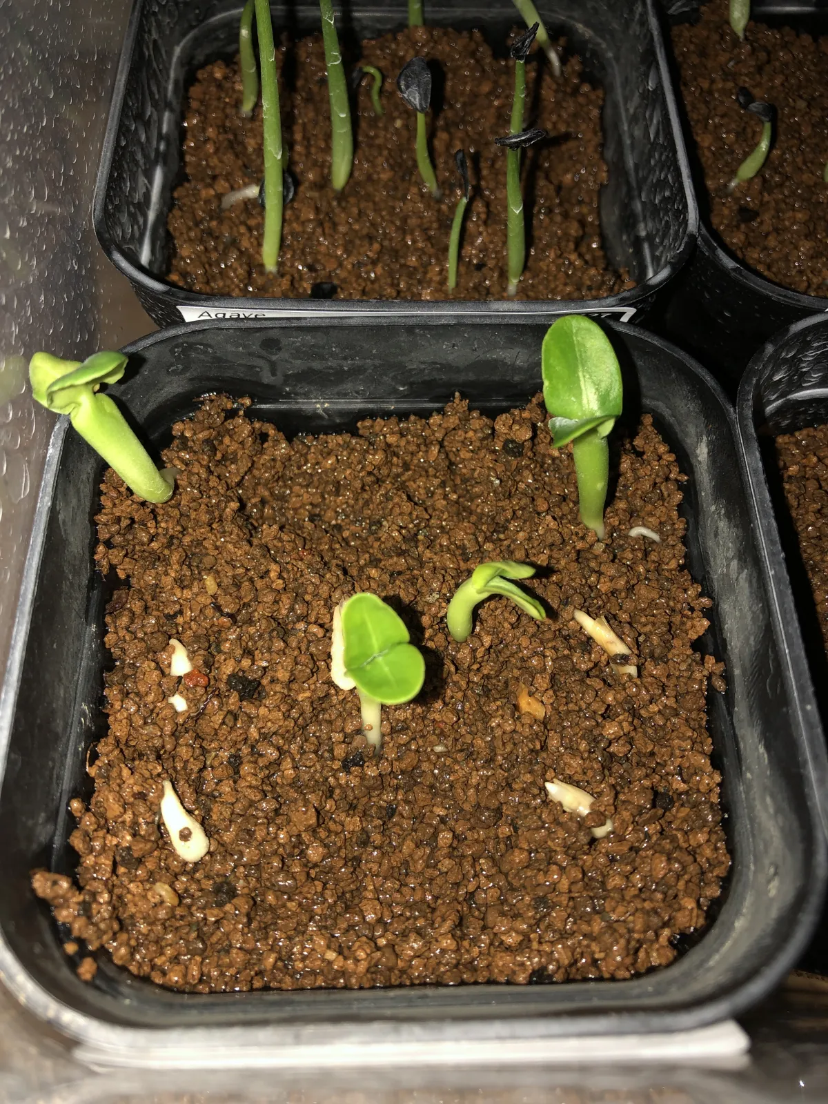 Pachypodium lamerei (パキポディウム ラメレイ 夢叶棒)