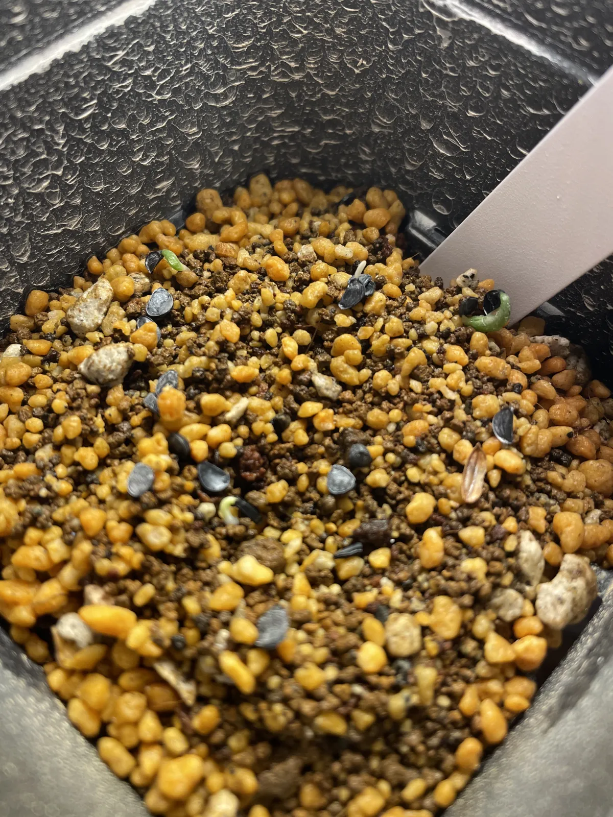 Agave victoriae-reginae (アガベ ビクトリアレジーナエ 笹の雪)