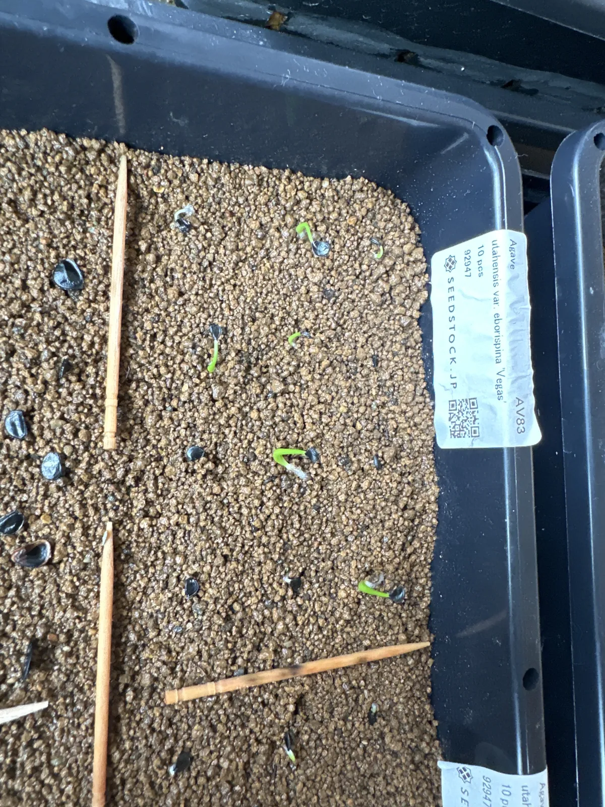 Agave utahensis var. eborispina 'Vegas' (アガベ エボリスピナ ヴェガス)