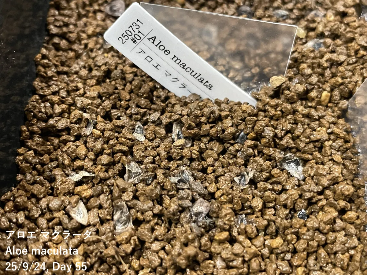 Aloe maculata (アロエ マクラータ)
