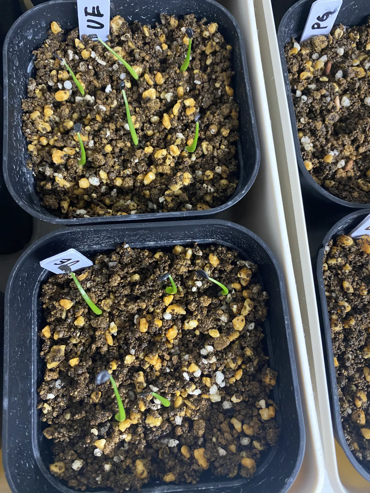 Agave utahensis var. eborispina (アガベ エボリスピナ)