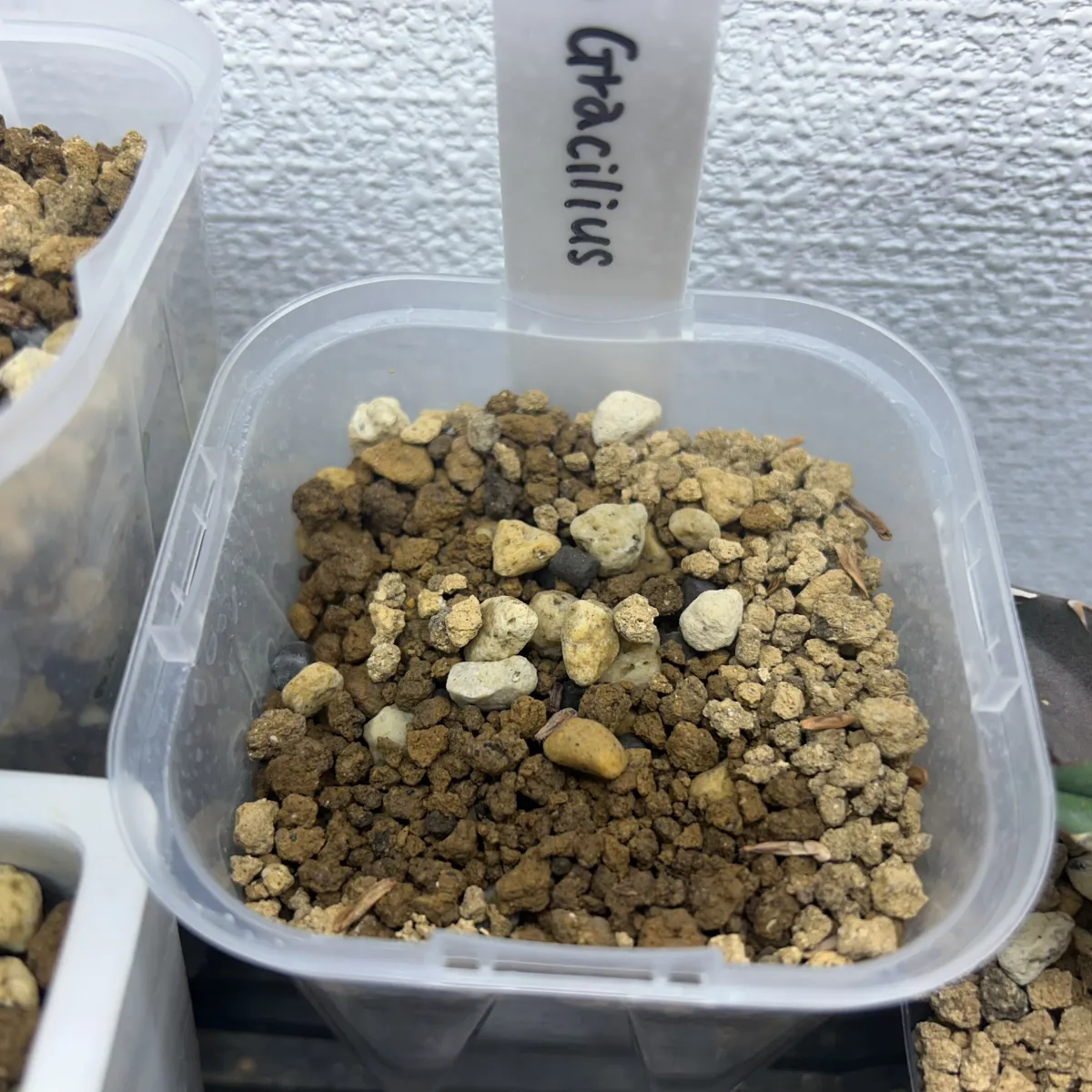 [無料種子] 発芽難 パキポディウム グラキリス　 Pachypodium rosulatum var. gracilius