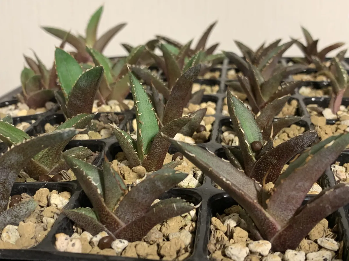 Agave titanota (アガベ チタノタ ドワーフ)