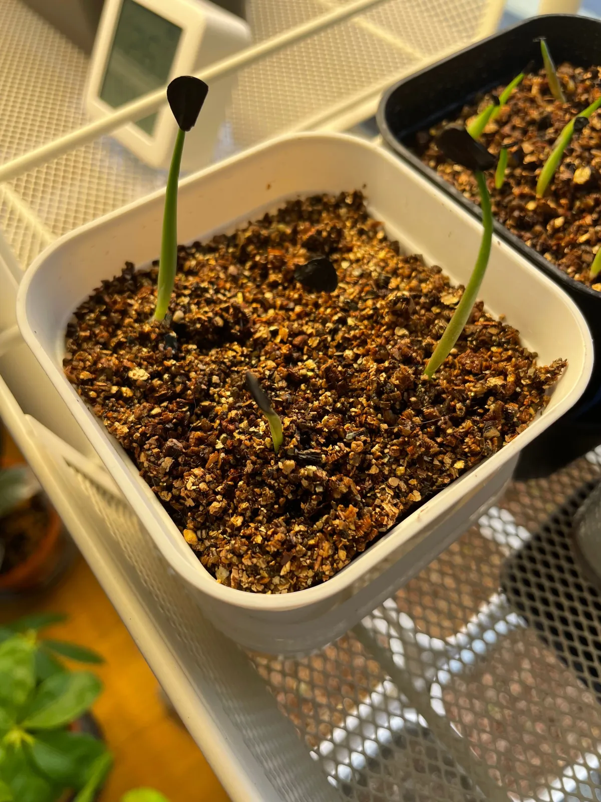 Agave karwinskii (アガベ カルウィンスキー)