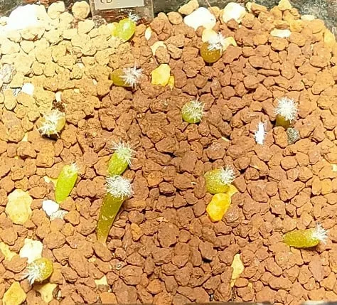 Turbinicarpus klinkerianus Huizache (ツルビニカルプス クリンケリアナス ウィサチェ)