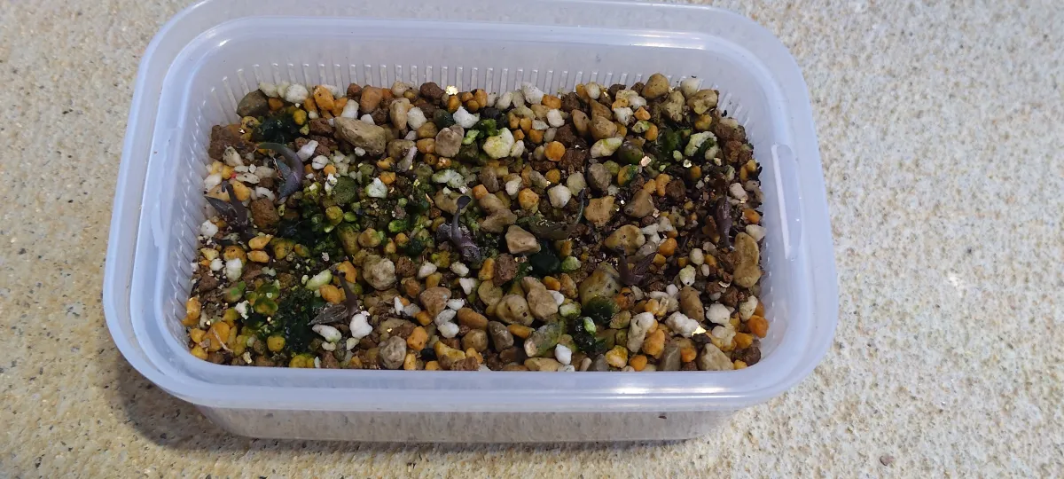 Agave parrasana (アガベ パラサナ)