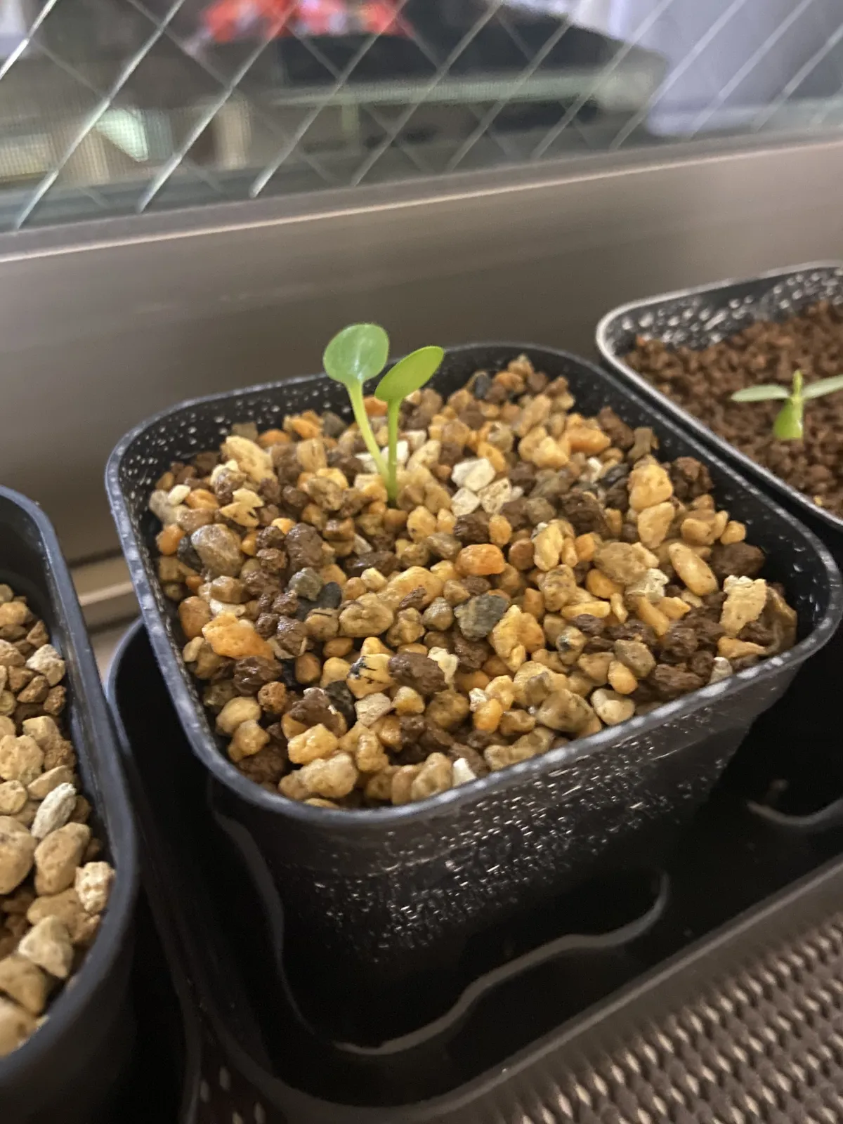 Euphorbia guillauminiana (ユーフォルビア ギラウミニアナ)