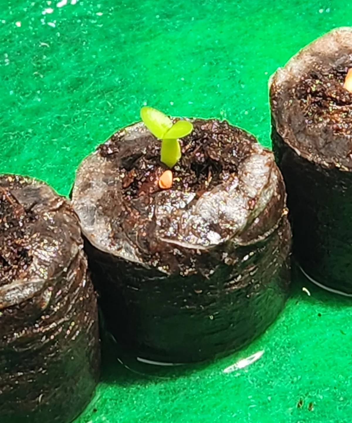 Pachypodium enigmaticum (パキポディウム エニグマチカム)