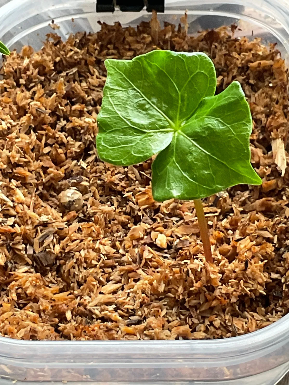 Commiphora neglecta (コミフォラ ネグレクタ)