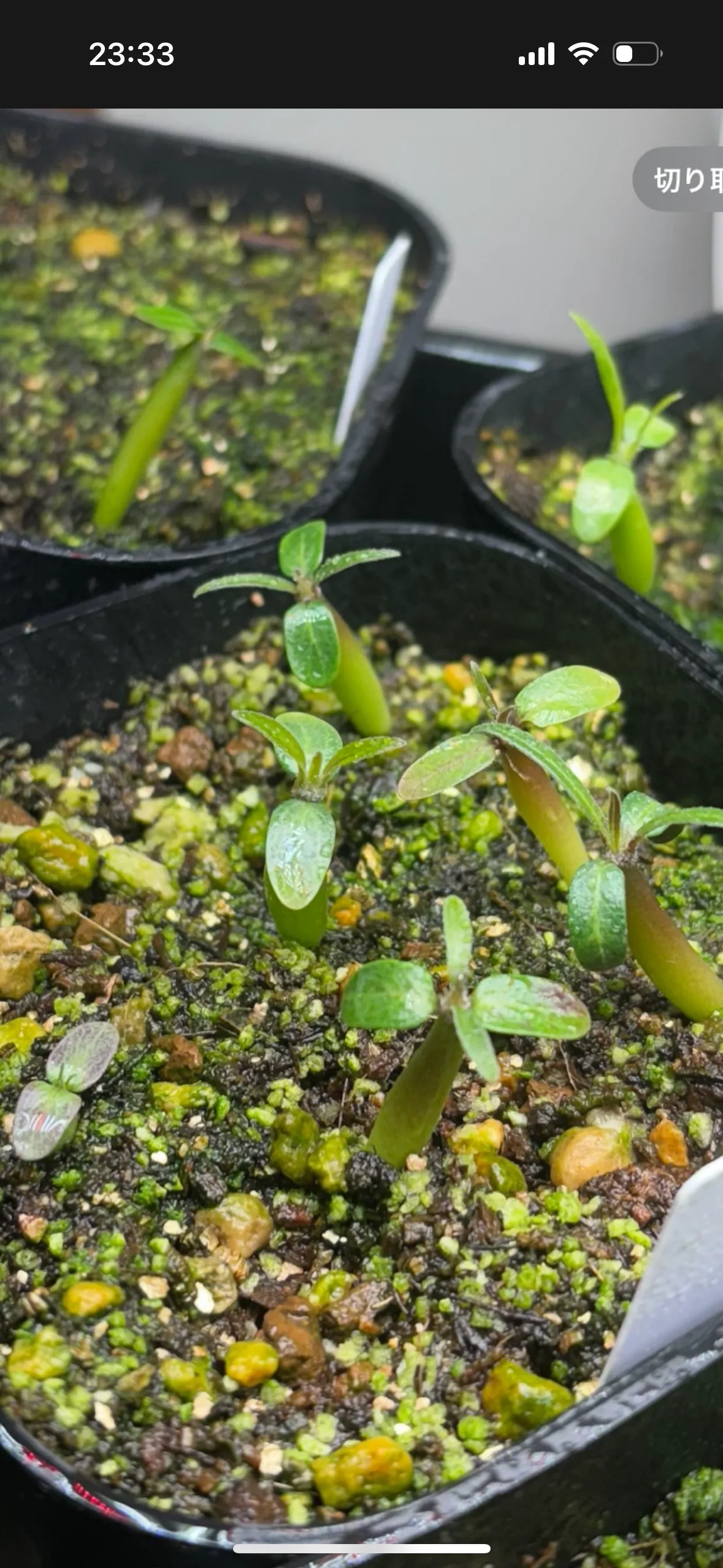 Pachypodium rosulatum var. gracilius (パキポディウム グラキリス)