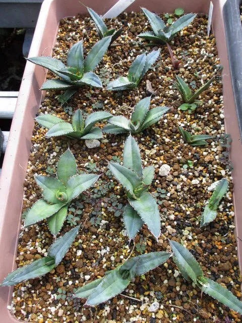 Agave oteroi (アガベ オテロイ)