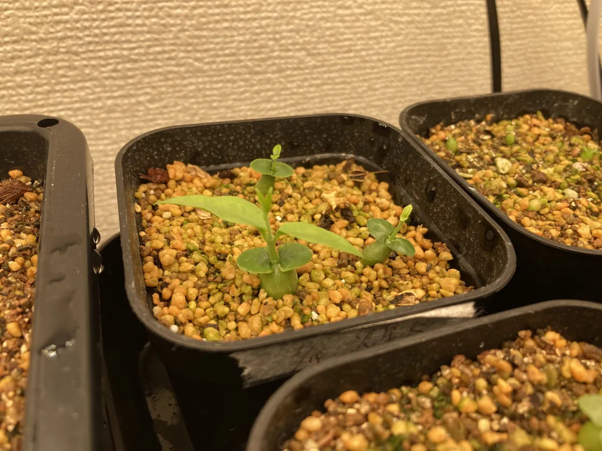 Fockea edulis (フォッケア 火星人)