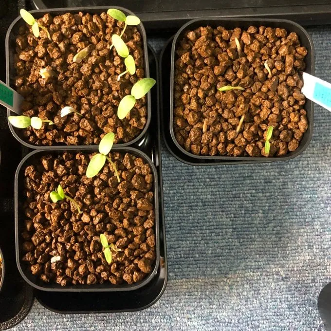 Fouquieria columnaris (フォークイエリア コルムナリス 観峰玉)