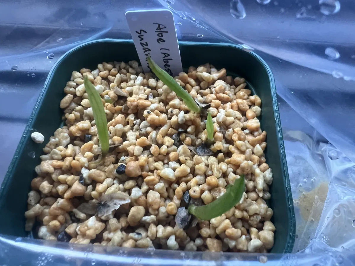 Aloe suzannae (アロエ スザンナエ)