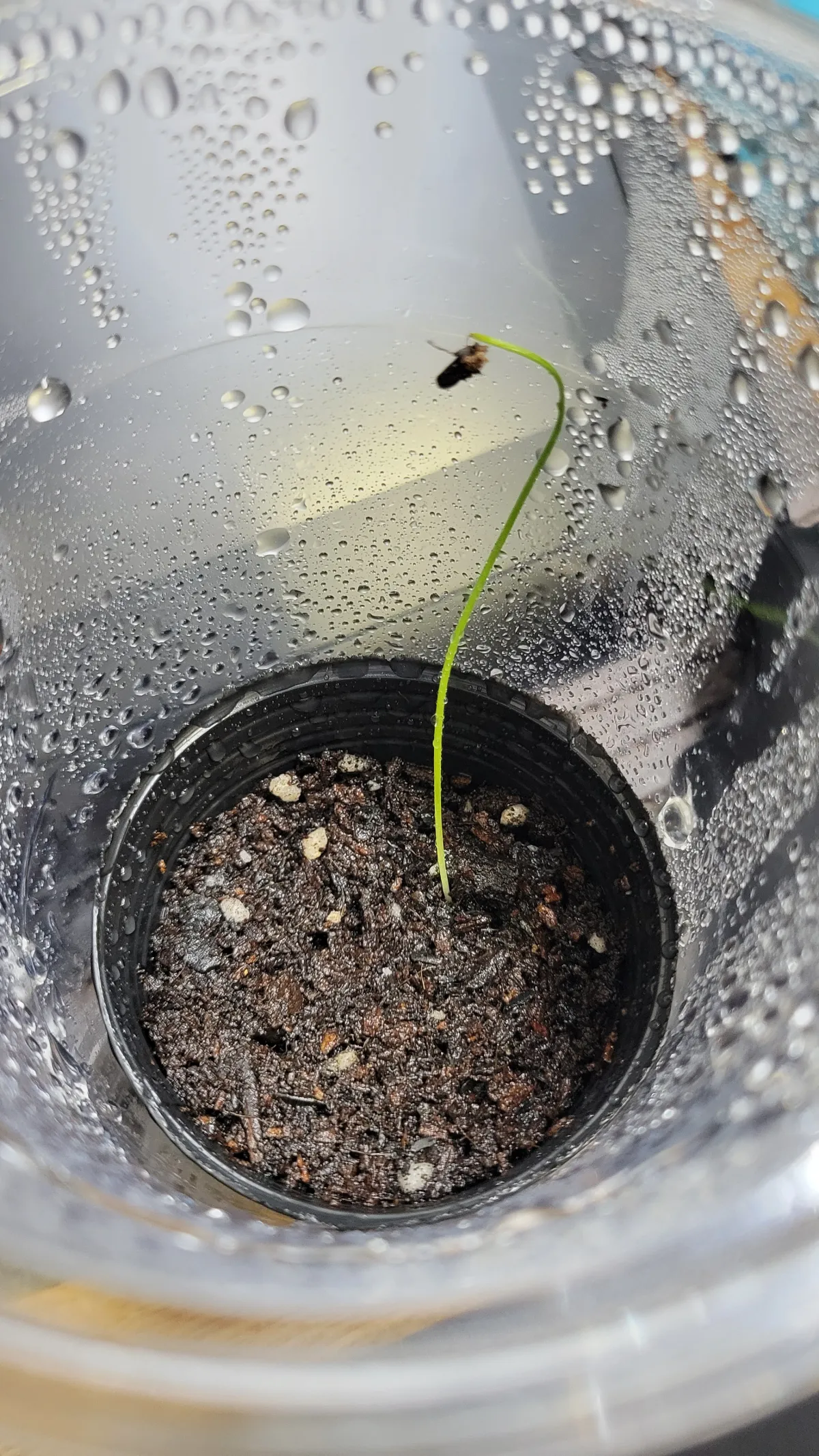 Hesperocallis undulata (ヘスペロカリス アンデュラータ)