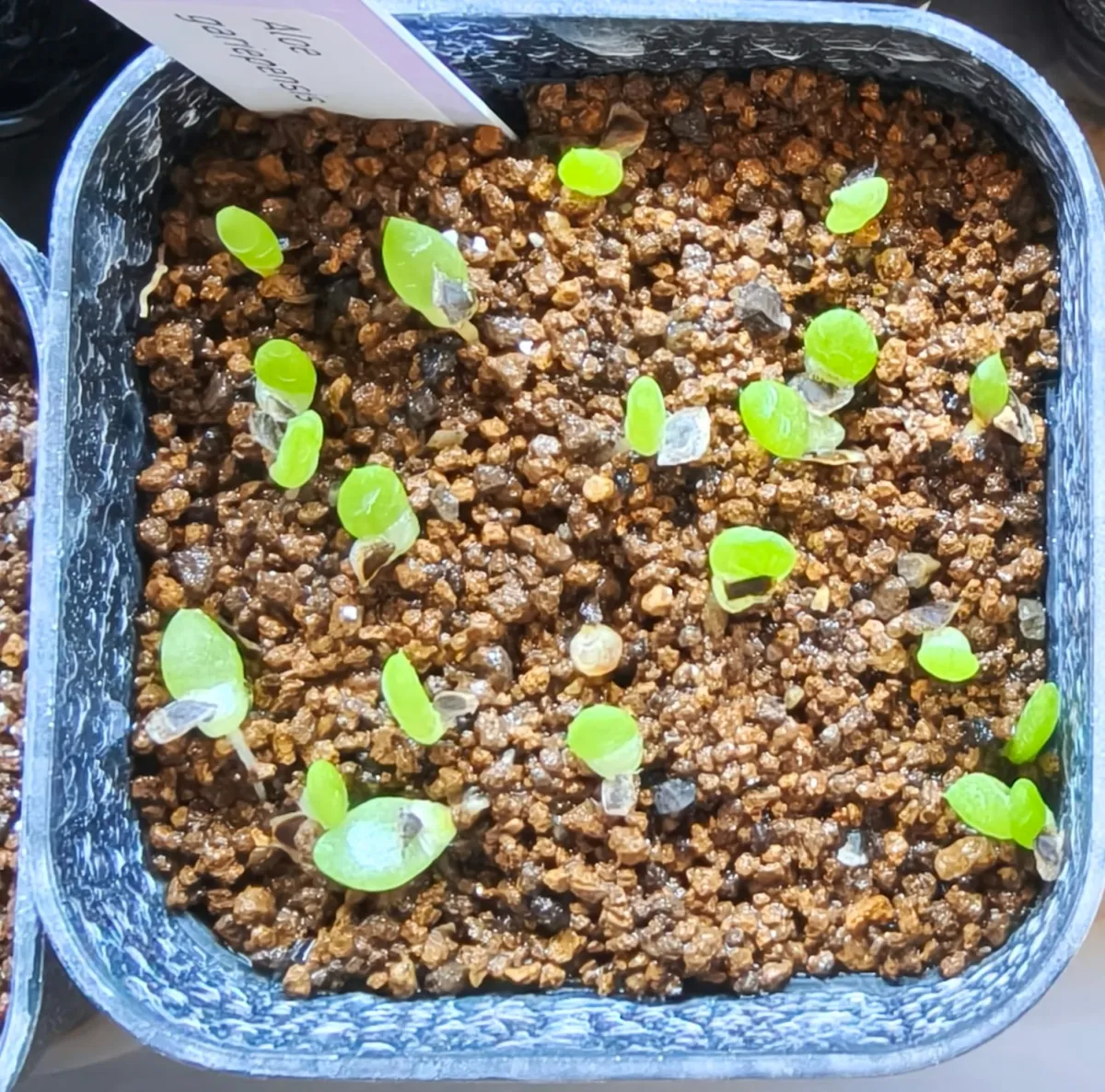 Aloe gariepensis (アロエ ガリエペンシス)