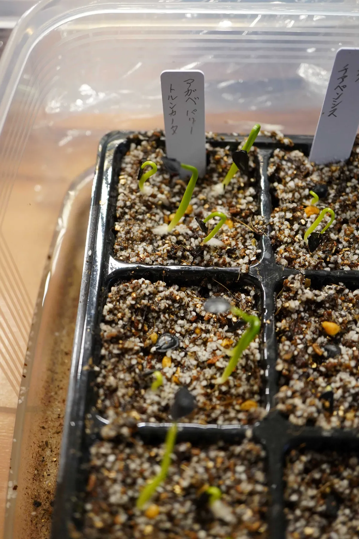 Agave parryi var. truncata (アガベ パリー トランカータ)